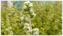 Marjoram-sweet