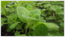 Mint-apple