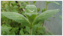 Mint-buddlea