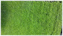 Mint-corsican