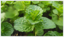 Mint-curly