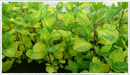 Mint-ginger
