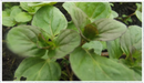 Mint-lime.png