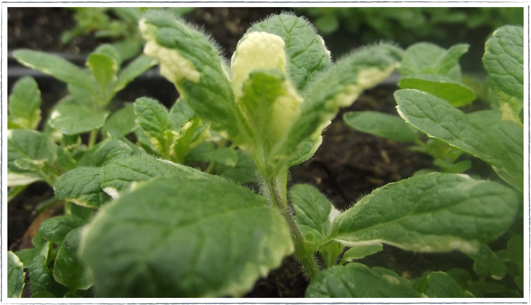 Buy Pineapple Mint Plants Online from £3.40