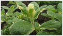 Mint-pineapple