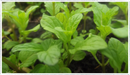 Mint-spearmint
