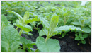 Mint-strawberry