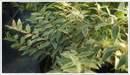 Myrtle-tarentina-variegated