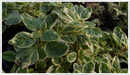Oregano-country-cream