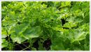 Parsley-curly