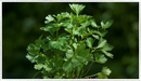 Flat leaved parsley (Petroselinum carum)