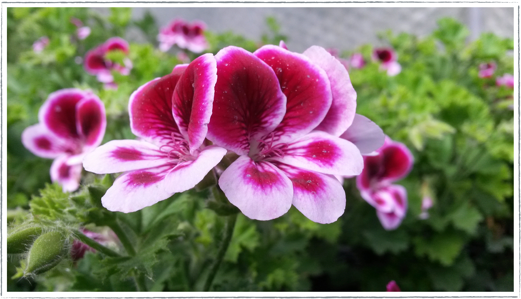 Buy Angels Perfume Pelargonium Plants Online from 3.50