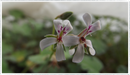Pelargonium-scented-geranium-apple