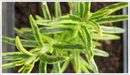 Rosemary-Gold-Dust