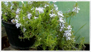Rosemary-prostrate