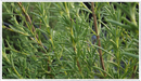 Rosemary