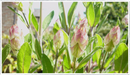 Sage - Green (Salvia officnalis)