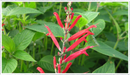 Sage-pineapple