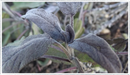 Sage - Purple (Salvia officinalis purpurea)