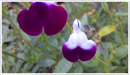 Salvia-Amethyst-lips
