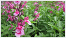 Salvia-Icing-sugar