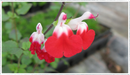 Salvia-hotlips