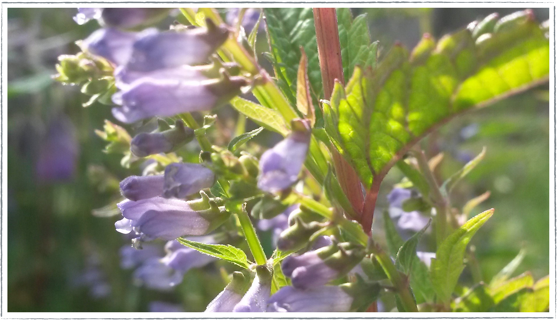Buy skullcap hotsell