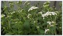 Stevia