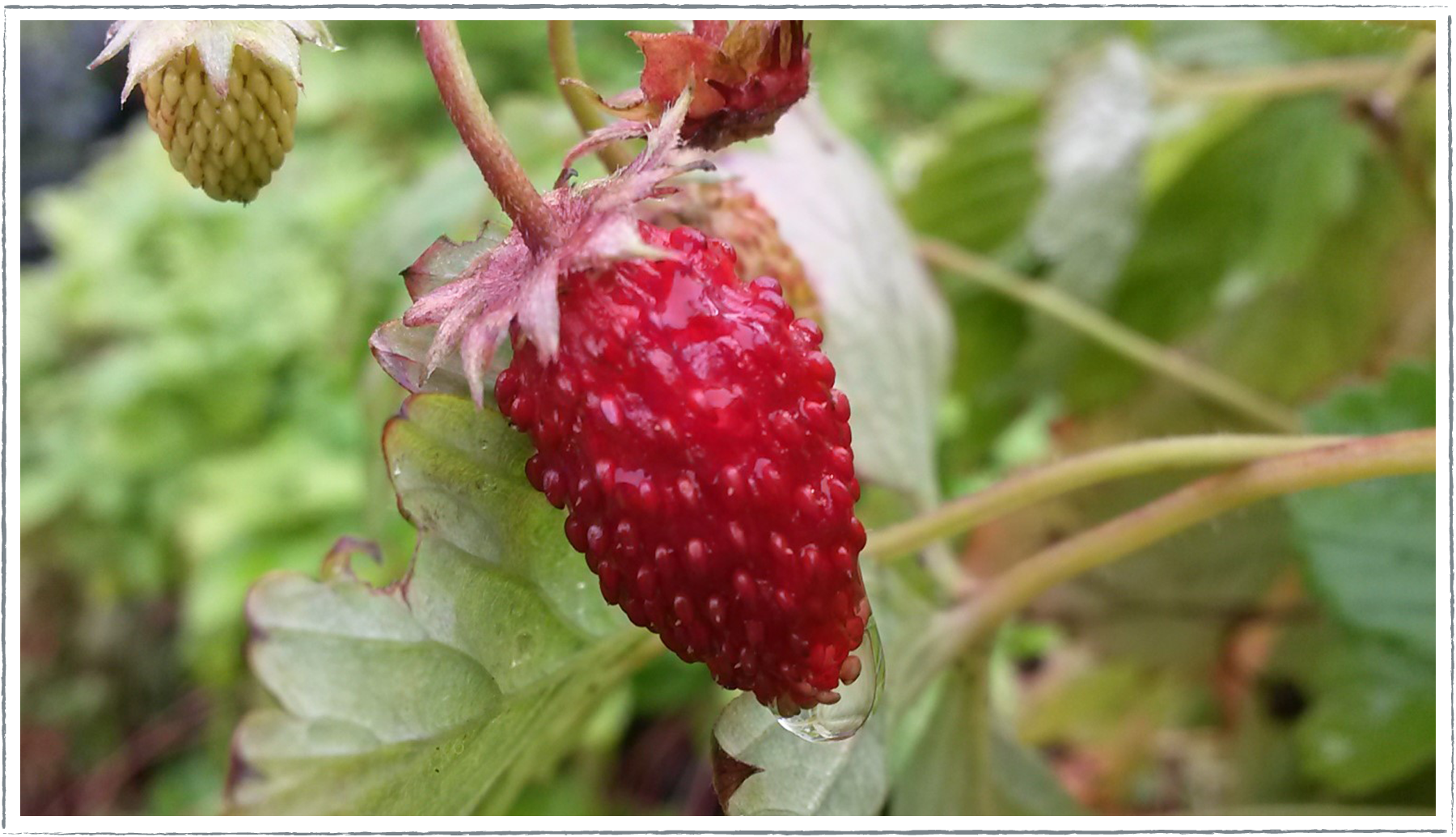 Buy Wild Strawberry Plants Online from £3.30 | HerbalHaven