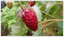 Strawberry-wild