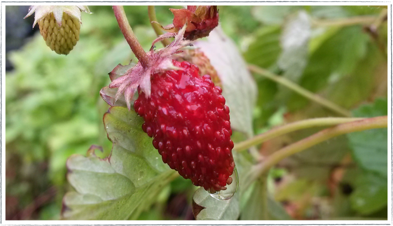 Strawberry-wild