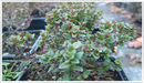 Thyme-Lime