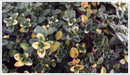 Thyme-doone-valley