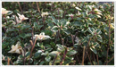 Thyme-foxley