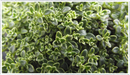 Thyme-hartington-silver