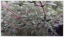 Thyme-orange