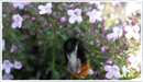 Thyme-pink-chintz