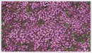 Thyme-red-creeping