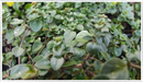 Thyme-tabor