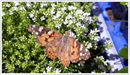 Thyme-white