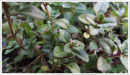Thyme-wild-creeping