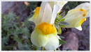 Toadflax