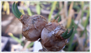 Tree-onion