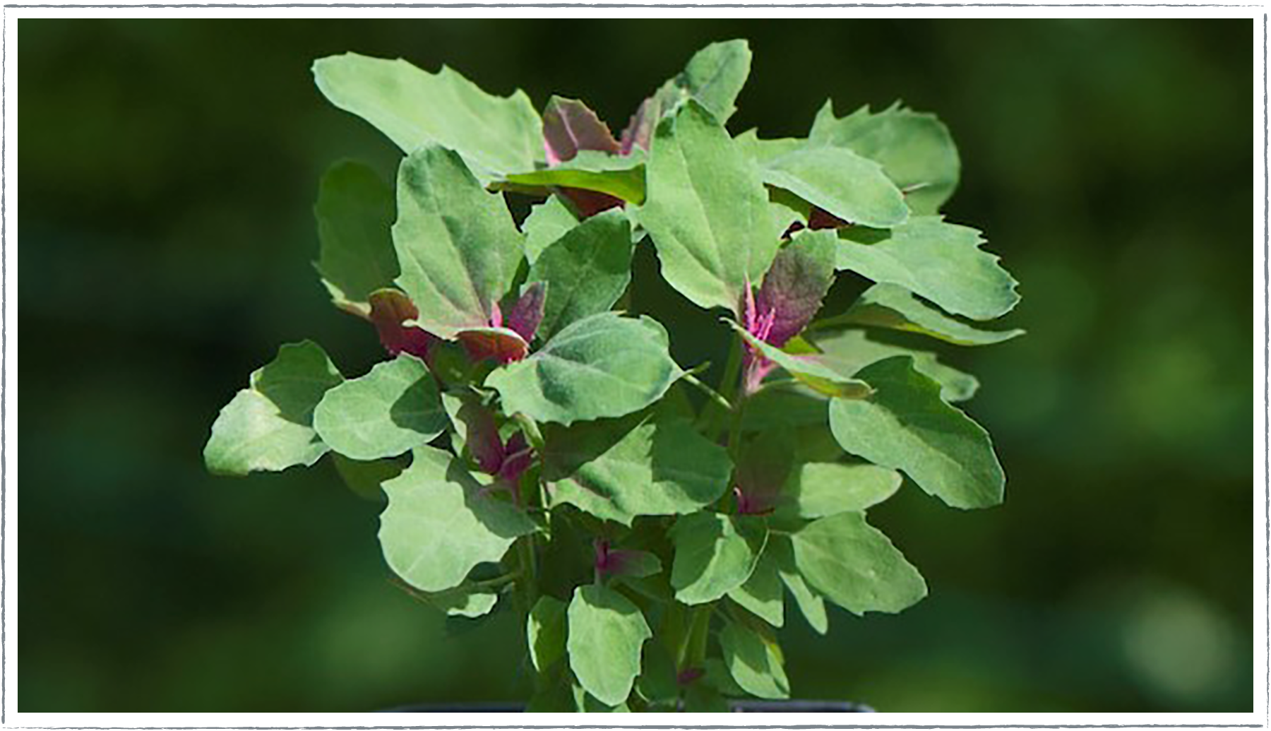 Buy Tree Spinach Plants Online from £2.60 HerbalHaven