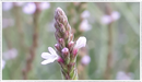Vervain