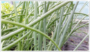 Welsh-onion