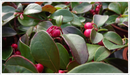Wintergreen