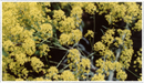 Woad