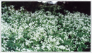 Woodruff-sweet