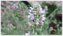 catnip